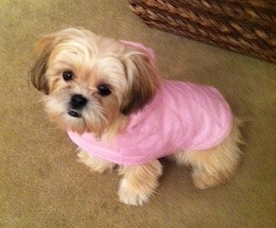 Top down view of a tan with white Shih-Tzu that is wearing a pink hoodie and it is looking up.